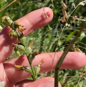 Prasophyllum sp. at Namadgi National Park - suppressed