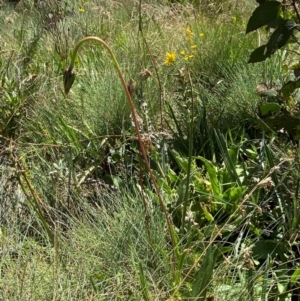 Prasophyllum sp. at Namadgi National Park - 25 Feb 2024