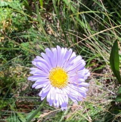 Brachyscome spathulata (Coarse Daisy, Spoon-leaved Daisy) at Cotter River, ACT - 25 Feb 2024 by Tapirlord