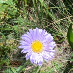 Brachyscome spathulata at Namadgi National Park - 25 Feb 2024