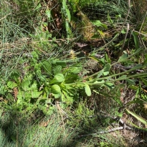 Brachyscome spathulata at Namadgi National Park - 25 Feb 2024