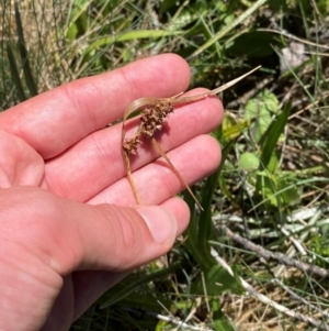 Luzula alpestris at Namadgi National Park - 25 Feb 2024