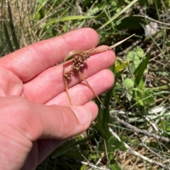 Luzula alpestris at Namadgi National Park - 25 Feb 2024