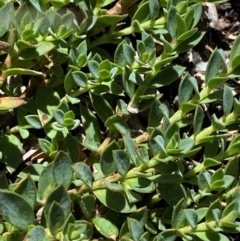 Pimelea alpina (Alpine Rice-flower) at Namadgi National Park - 25 Feb 2024 by Tapirlord