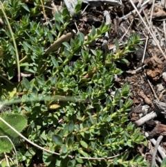 Pimelea alpina at Namadgi National Park - 25 Feb 2024