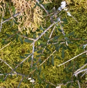 Melicytus angustifolius subsp. divaricatus at Namadgi National Park - 25 Feb 2024