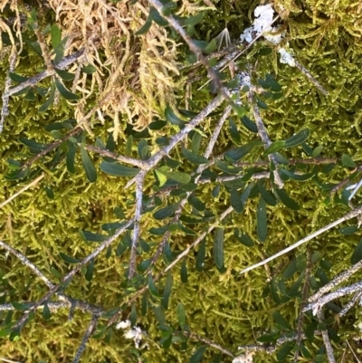 Melicytus angustifolius subsp. divaricatus (Divaricate Tree Violet) at Cotter River, ACT - 25 Feb 2024 by Tapirlord