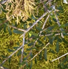 Melicytus angustifolius subsp. divaricatus at Namadgi National Park - 25 Feb 2024
