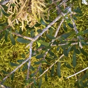 Melicytus angustifolius subsp. divaricatus at Namadgi National Park - 25 Feb 2024