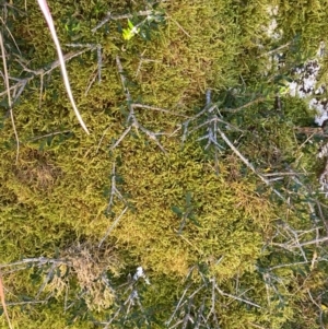 Melicytus angustifolius subsp. divaricatus at Namadgi National Park - 25 Feb 2024 11:13 AM