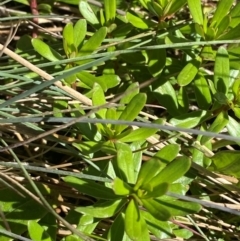 Stackhousia monogyna (Creamy Candles) at Cotter River, ACT - 25 Feb 2024 by Tapirlord