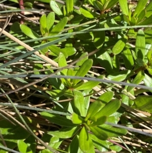 Stackhousia monogyna at Namadgi National Park - 25 Feb 2024
