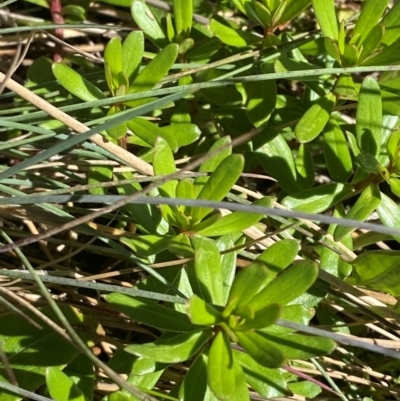 Stackhousia monogyna (Creamy Candles) at Cotter River, ACT - 25 Feb 2024 by Tapirlord