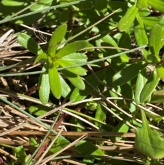 Stackhousia monogyna at Namadgi National Park - 25 Feb 2024 11:03 AM