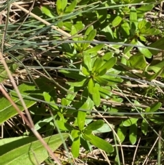 Stackhousia monogyna at Namadgi National Park - 25 Feb 2024 11:03 AM