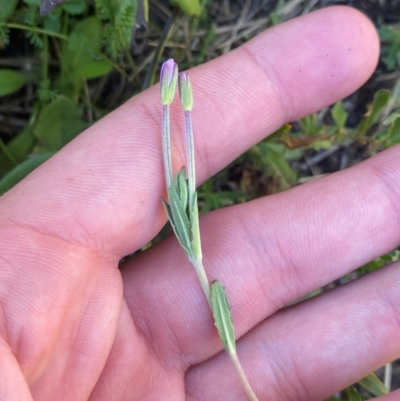 Epilobium billardiereanum subsp. cinereum (Hairy Willow Herb) at Namadgi National Park - 25 Feb 2024 by Tapirlord