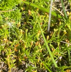 Scleranthus biflorus at Namadgi National Park - 25 Feb 2024