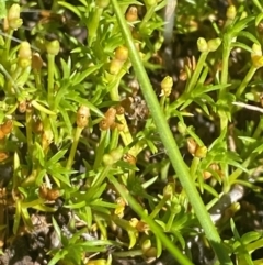 Scleranthus biflorus at Namadgi National Park - 25 Feb 2024