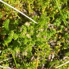 Asperula pusilla (Alpine Woodruff) at Cotter River, ACT - 24 Feb 2024 by Tapirlord