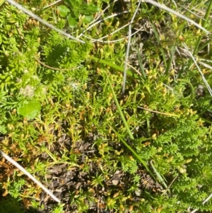 Asperula pusilla at Namadgi National Park - 25 Feb 2024