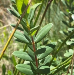 Pimelea ligustrina subsp. ciliata at Cotter River, ACT - 24 Feb 2024 by Tapirlord