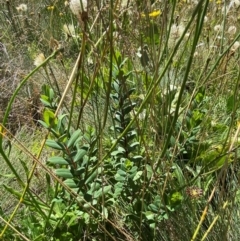 Pimelea ligustrina subsp. ciliata at Namadgi National Park - 25 Feb 2024