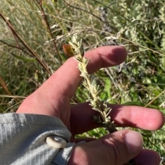 Olearia brevipedunculata at Namadgi National Park - 25 Feb 2024