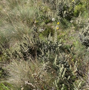 Olearia brevipedunculata at Namadgi National Park - 25 Feb 2024