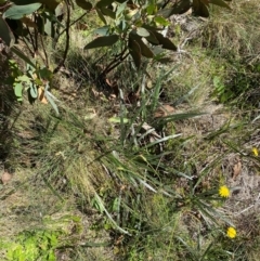 Celmisia tomentella (Common Snow Daisy) at Cotter River, ACT - 24 Feb 2024 by Tapirlord