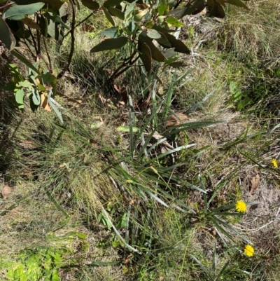 Celmisia tomentella (Common Snow Daisy) at Namadgi National Park - 25 Feb 2024 by Tapirlord