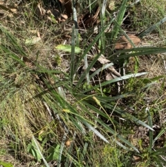 Celmisia tomentella at Namadgi National Park - 25 Feb 2024