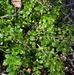 Gonocarpus montanus at Namadgi National Park - 25 Feb 2024 by Tapirlord