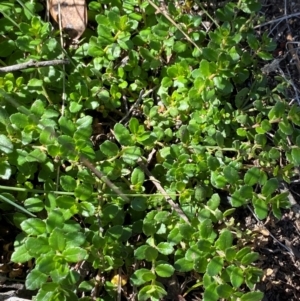 Gonocarpus montanus at Namadgi National Park - 25 Feb 2024 10:53 AM