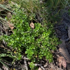 Gonocarpus montanus at Namadgi National Park - 25 Feb 2024 10:53 AM