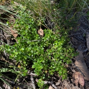 Gonocarpus montanus at Namadgi National Park - 25 Feb 2024