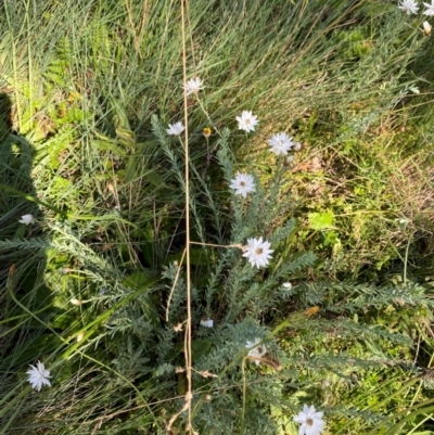 Rhodanthe anthemoides (Chamomile Sunray) at Namadgi National Park - 25 Feb 2024 by Tapirlord