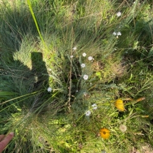 Rhodanthe anthemoides at Namadgi National Park - 25 Feb 2024