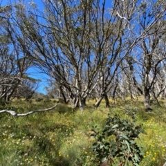 Eucalyptus pauciflora subsp. debeuzevillei (A Snow Gum) at Cotter River, ACT - 24 Feb 2024 by Tapirlord