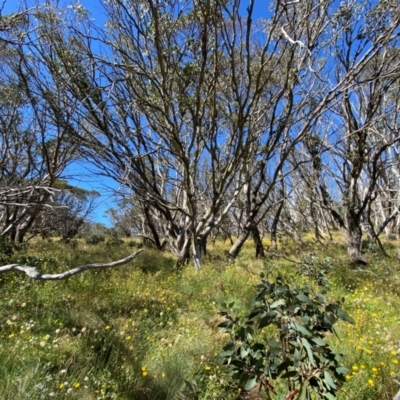 Eucalyptus pauciflora subsp. debeuzevillei (A Snow Gum) at Namadgi National Park - 25 Feb 2024 by Tapirlord