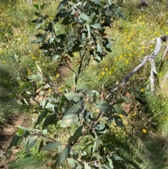 Eucalyptus pauciflora subsp. debeuzevillei at Namadgi National Park - 25 Feb 2024