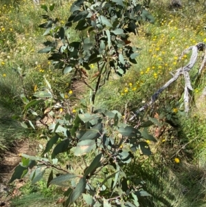 Eucalyptus pauciflora subsp. debeuzevillei at Namadgi National Park - 25 Feb 2024