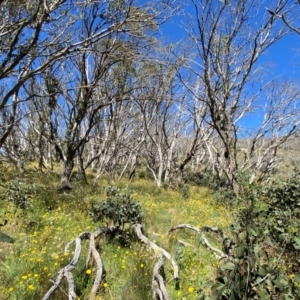 Eucalyptus pauciflora subsp. debeuzevillei at Namadgi National Park - 25 Feb 2024