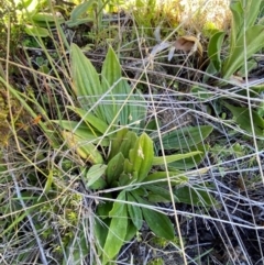 Plantago euryphylla (A Plantain) at Namadgi National Park - 25 Feb 2024 by Tapirlord