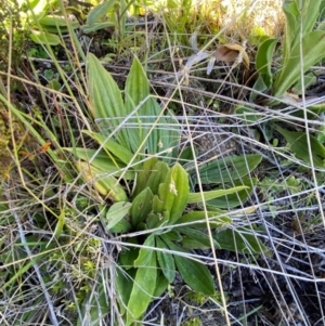 Plantago euryphylla at Namadgi National Park - 25 Feb 2024 10:45 AM