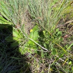 Plantago euryphylla at Namadgi National Park - 25 Feb 2024