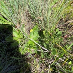 Plantago euryphylla at Namadgi National Park - 25 Feb 2024 10:45 AM