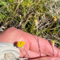 Leptorhynchos squamatus subsp. alpinus (Scaly Buttons) at Namadgi National Park - 25 Feb 2024 by Tapirlord