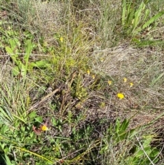 Leptorhynchos squamatus subsp. alpinus at Namadgi National Park - 25 Feb 2024