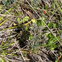 Acrothamnus hookeri (Mountain Beard Heath) at Cotter River, ACT - 24 Feb 2024 by Tapirlord