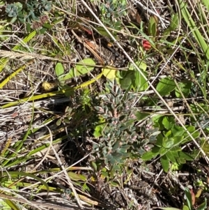 Acrothamnus hookeri at Namadgi National Park - 25 Feb 2024